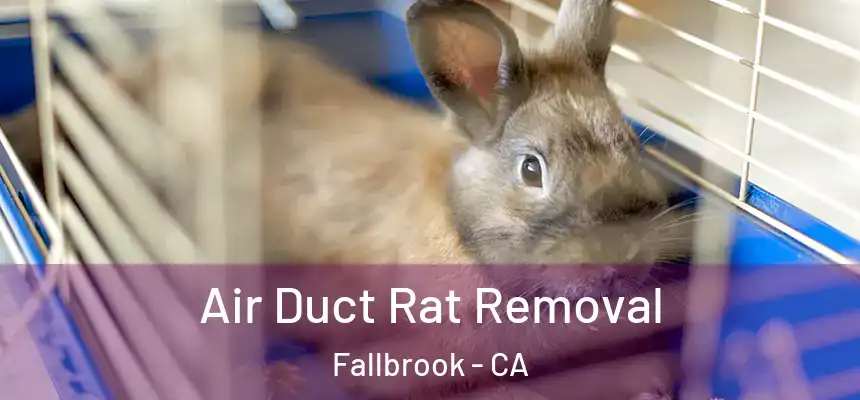  Air Duct Rat Removal Fallbrook - CA